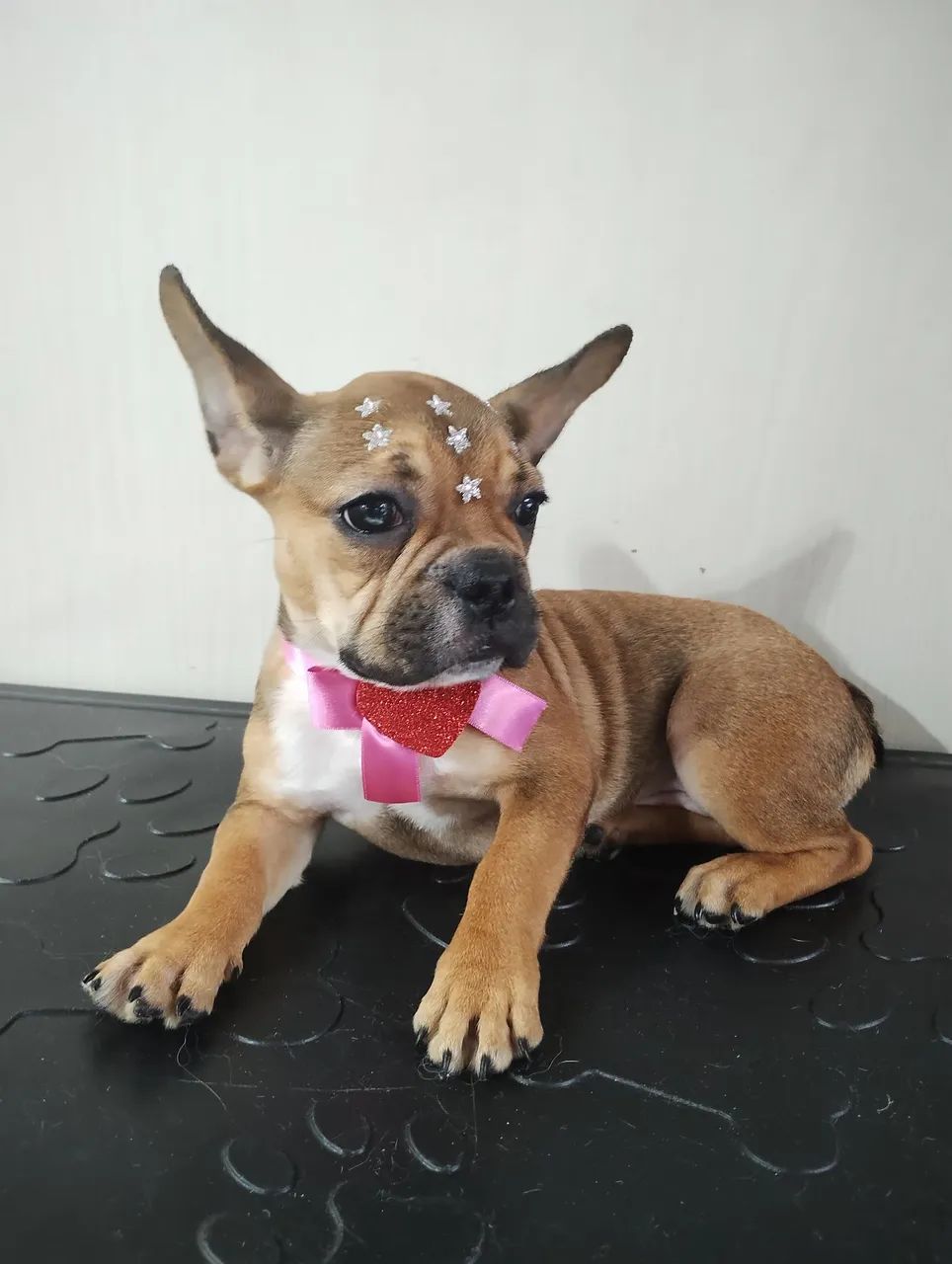 Filhote de Bulldog Francês - Foto 2