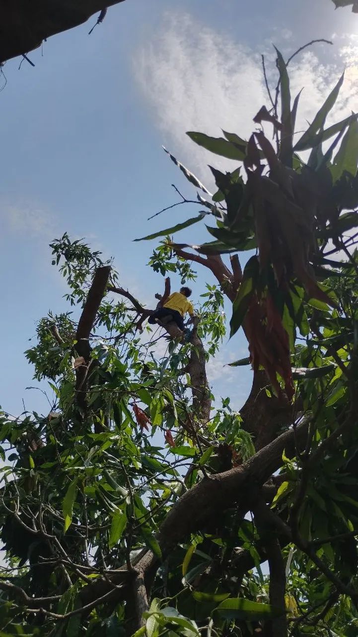 Poda e corte de árvores - Foto 2