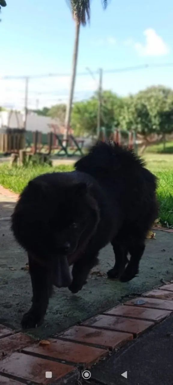 Doando casal Chow-Chow lindo e carinhoso - Foto 3