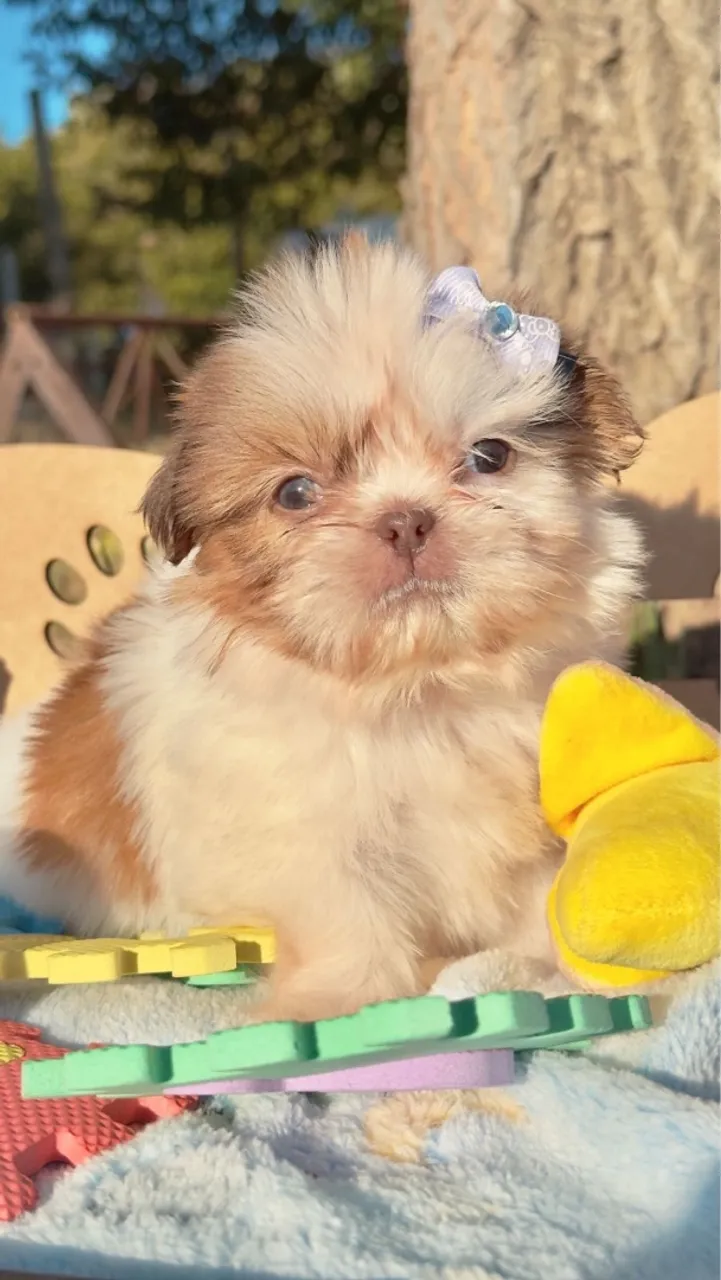 Filhote Shih Tzu - Fofo e Carinhoso!