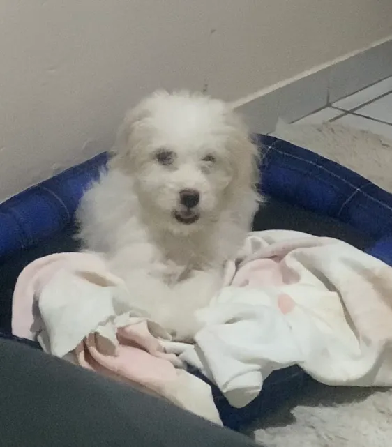 Filhote de poodle fofo e brincalhão 4 meses