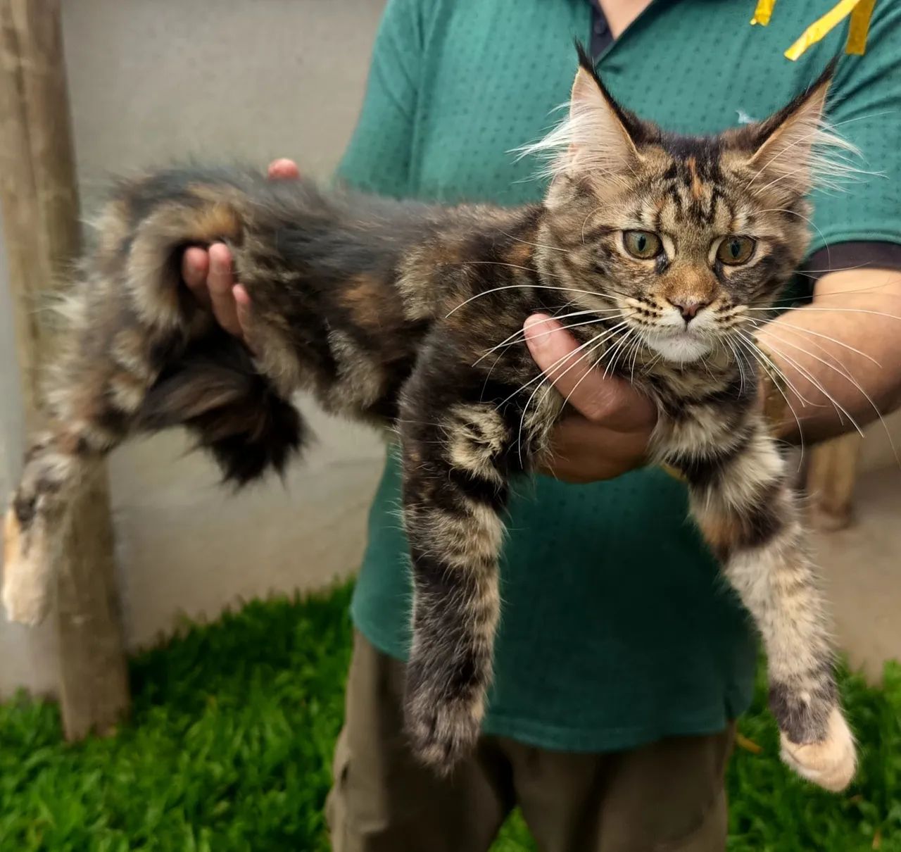 Filhote Maine Coon - Fêmea 