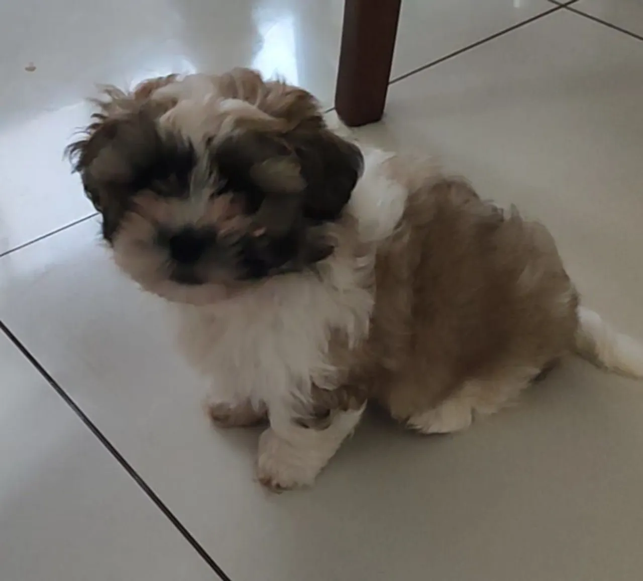 Filhote de Shit-Tzu Macho a venda com 60 dias , ideal para quem quer um companheiro .