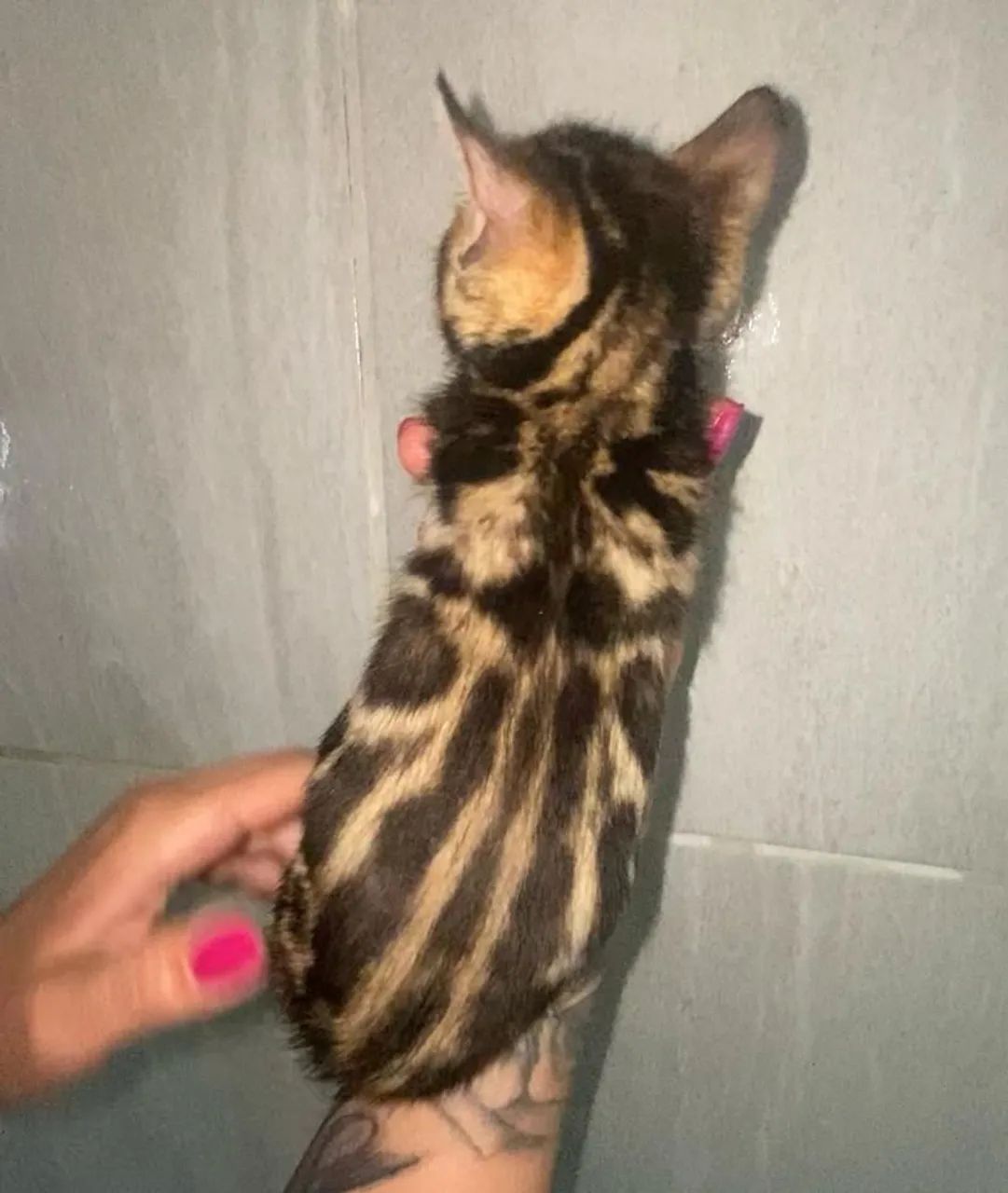 Filhotes de gato Bengal64293081283715123