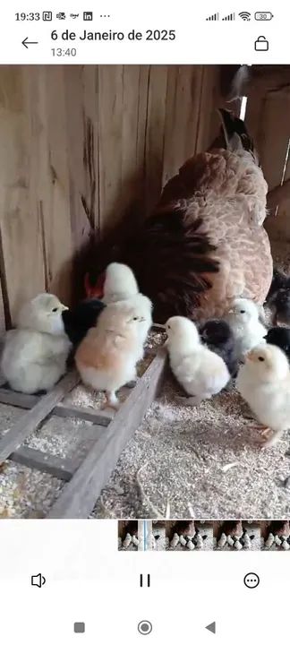 Vendo Galinhas, galos e pintinhos brahma - Foto 2