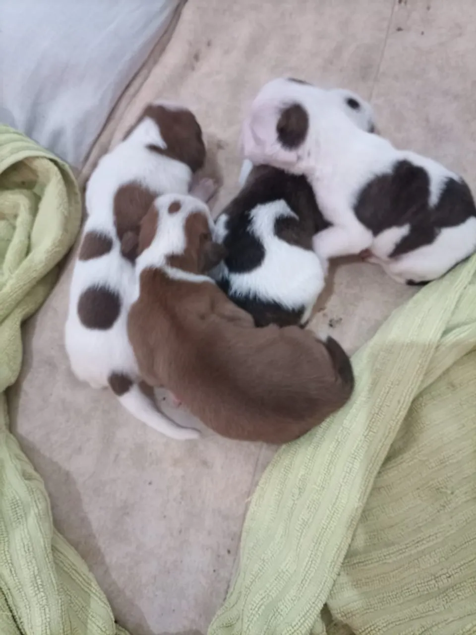 filhotes cachorro / cães ( macho e fêmea) raça boxer.