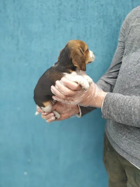 Beagle 13 polegadas machos- Seu caozinho com garantias exclusivas- contato na descrição - Foto 3