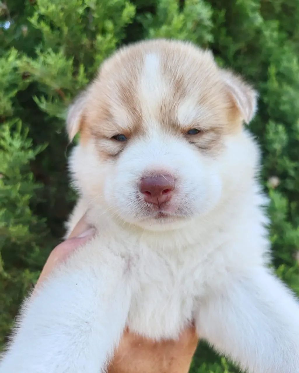 Fofuxos Doguinhos Husky Siberiano  - Foto 2