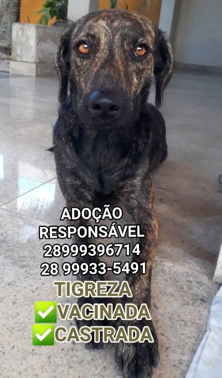 Cachorra Tigreza para Adoção Responsável
