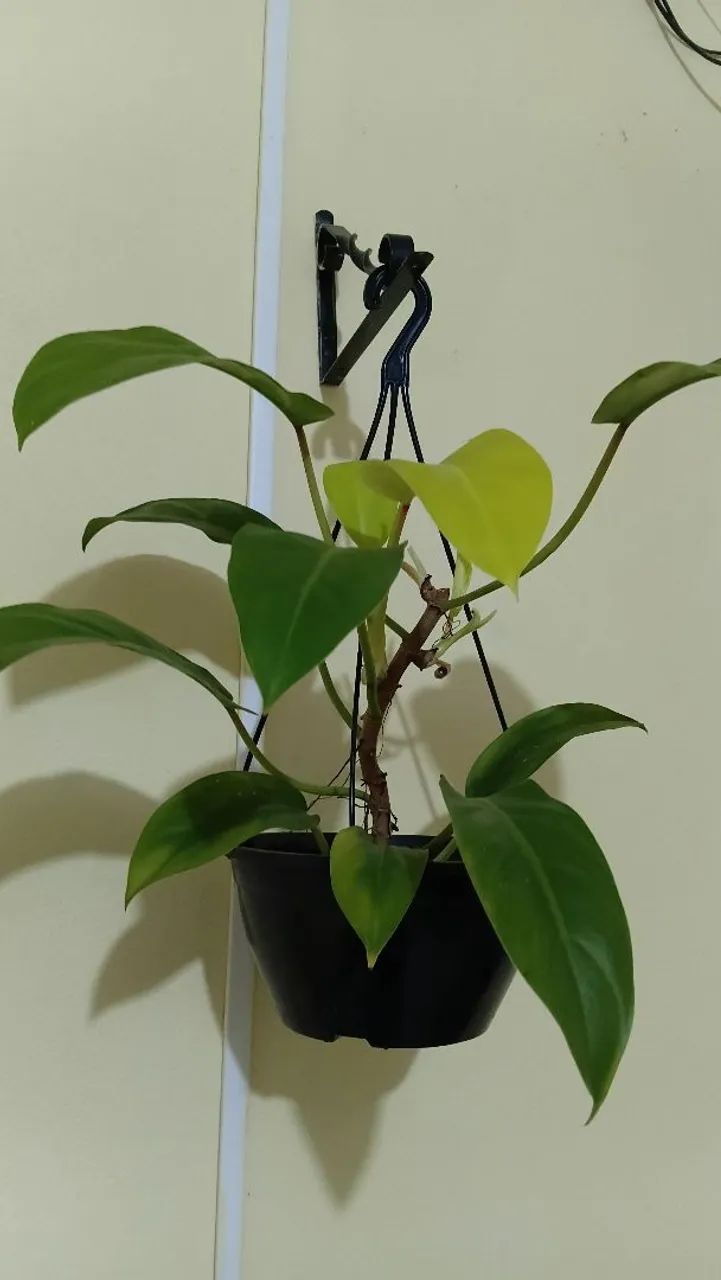Plantas diversas
