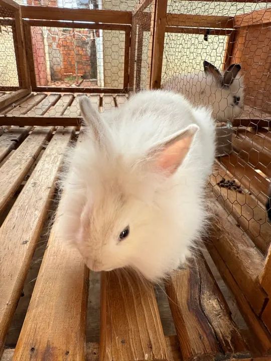 Filhotes de Coelhos Mini Lions  - Foto 2