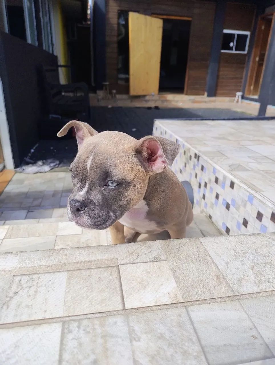 American Bully Pocket fêmea com Pedigree  - Foto 2