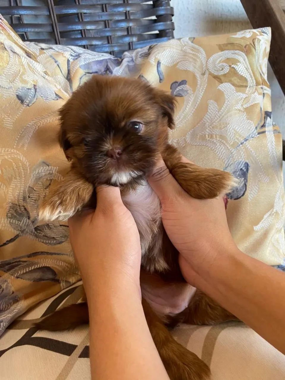 Vendo Shih Tzu fêmea e macho - somente venda - Foto 2