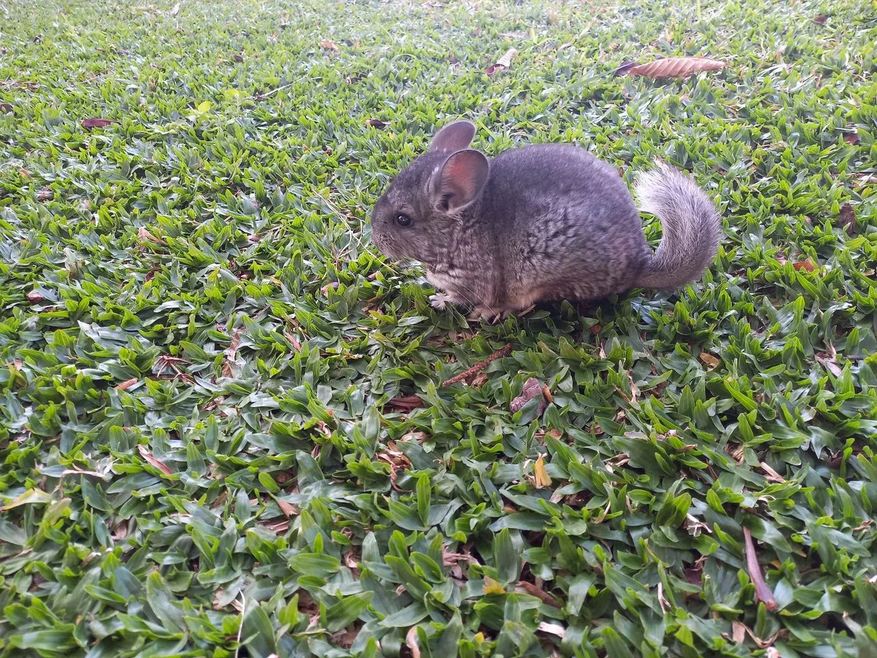 Chinchilas filhotes dóceis para estimação! - Foto 2