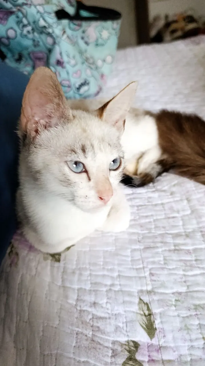 Gatinha para adoção (FÊMEA)