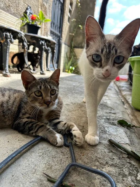 Gata para adoção RESPONSÁVEL  - Foto 3