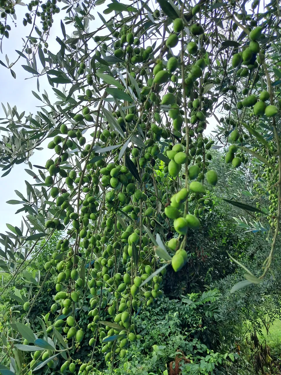Sitio em Caxias do Sul com plantação de oliveiras