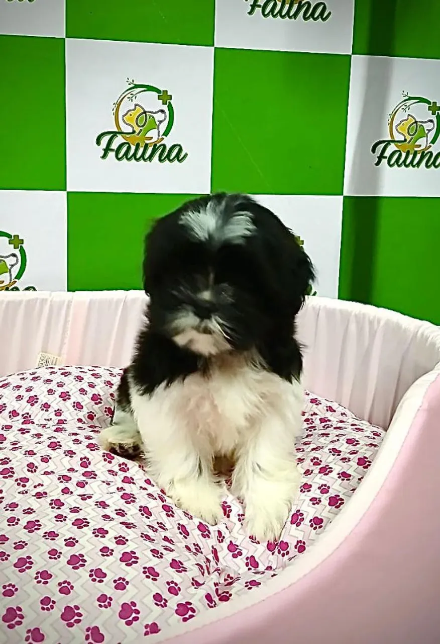 Filhotes de Shih-tzu