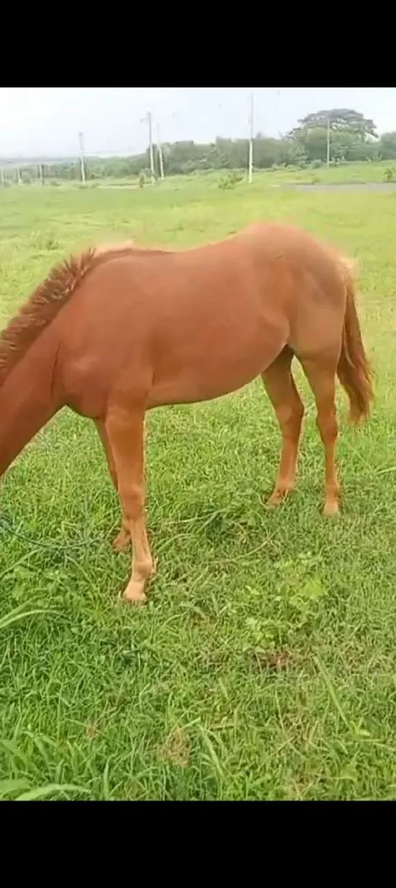 Cavalo quarto de milha 