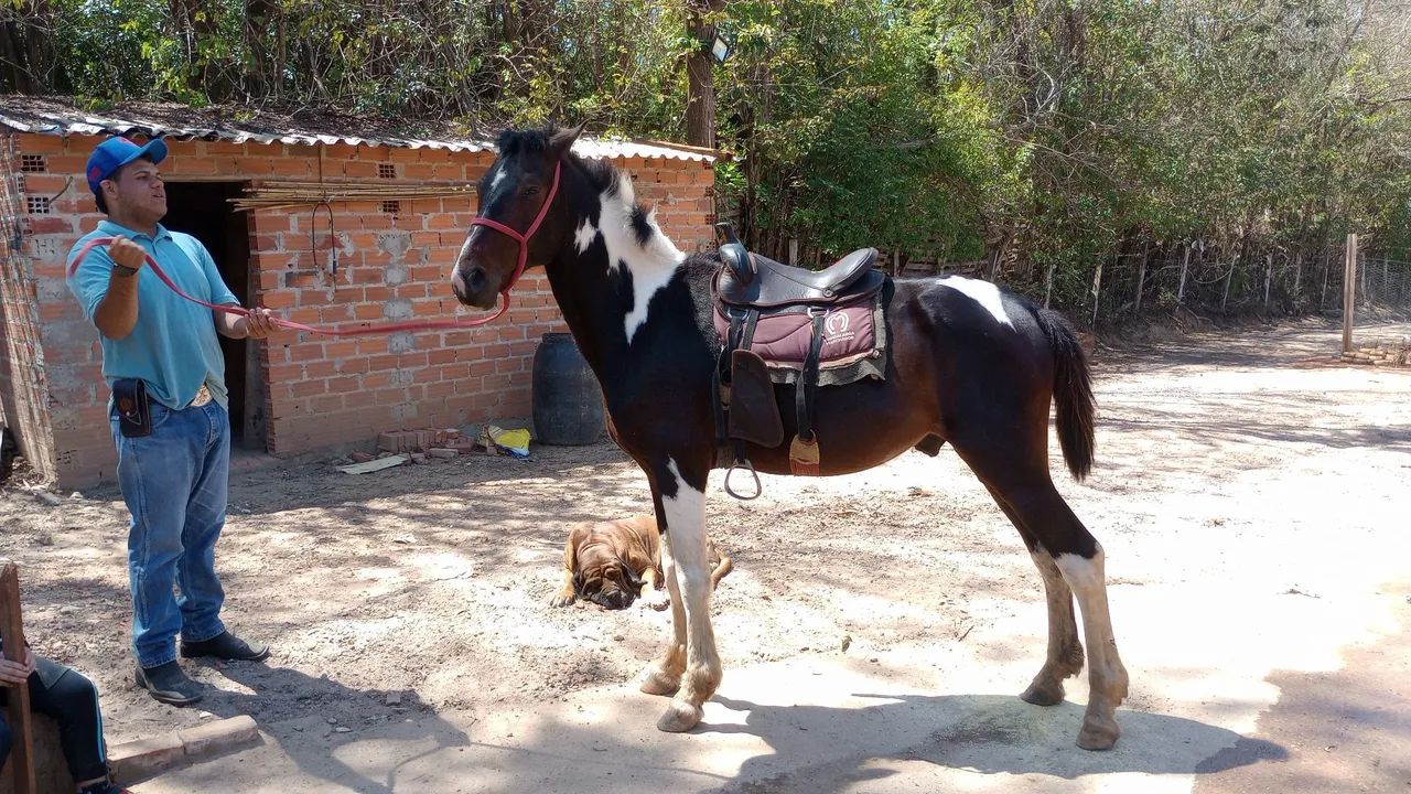 Cavalo manso - Foto 5