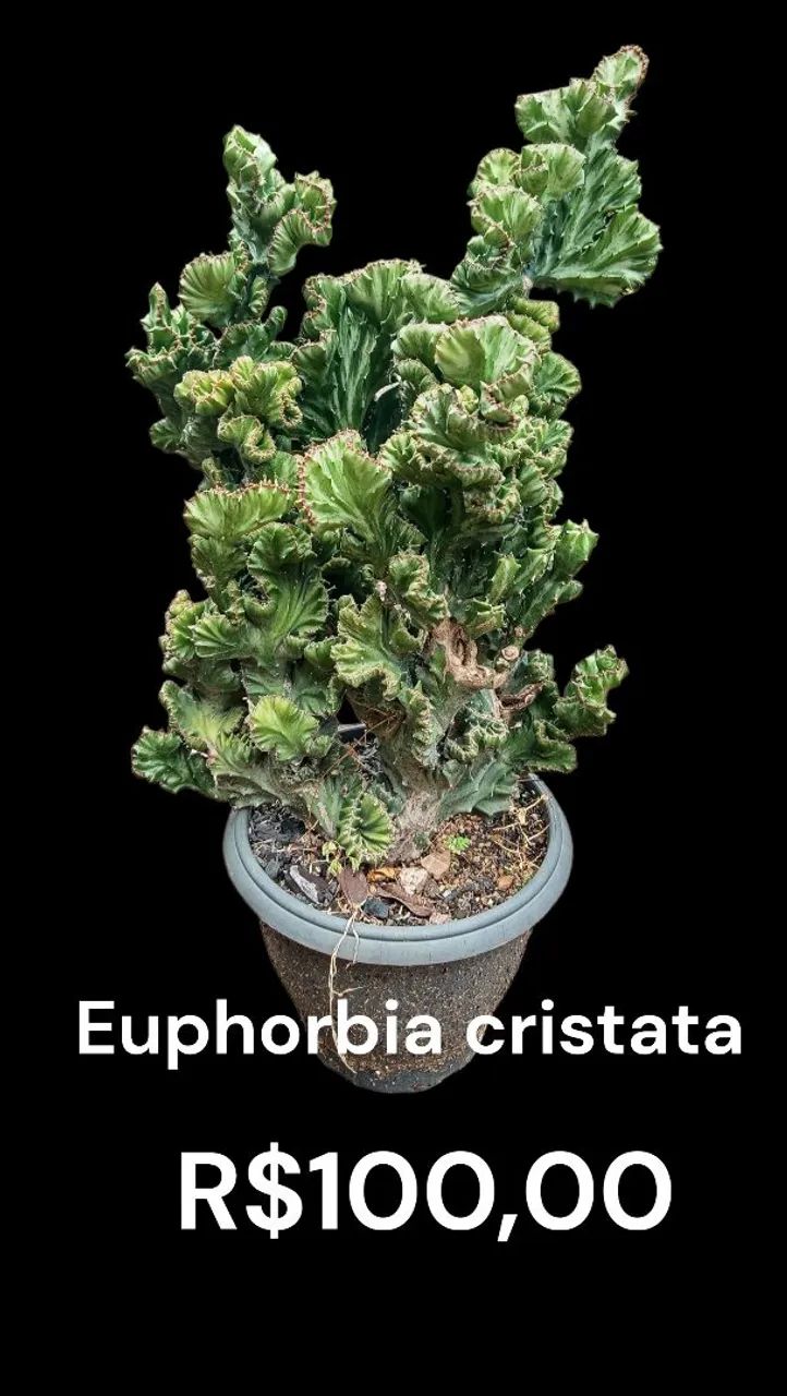 Babosa - Foto 2