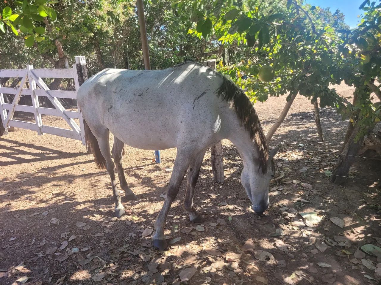 Égua mansa - Foto 3