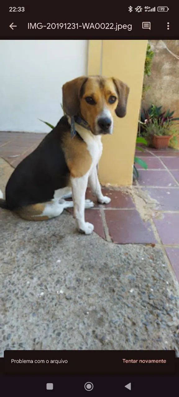 Cachorro Beagle - Foto 2