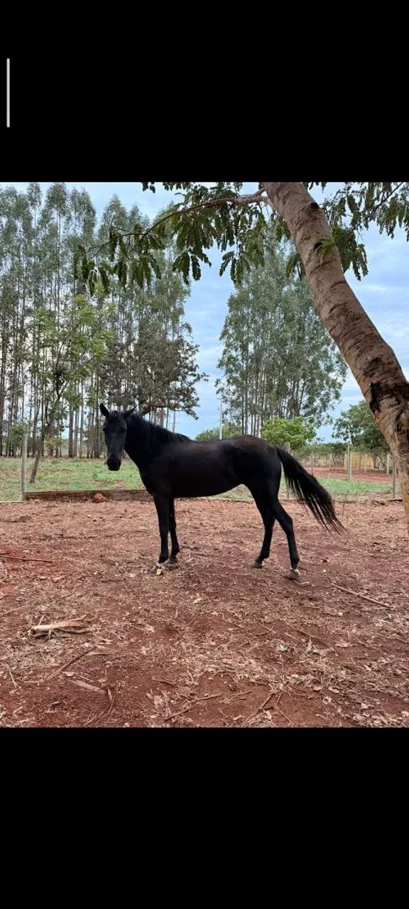 Égua Quarto de Milha Prenha  - Foto 3