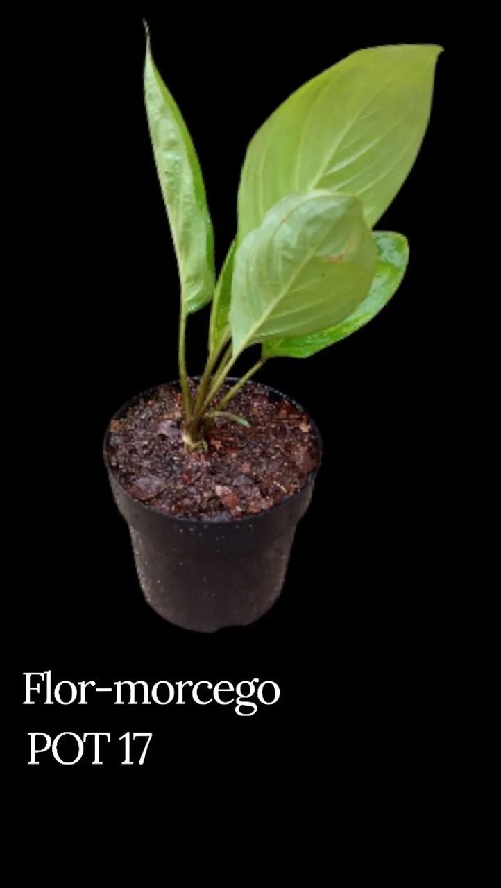 Flor-morcego - Foto 3