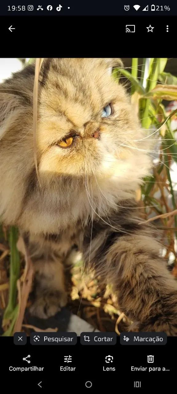 Gato Persa com Olhos Azuis pedigree  - Foto 3