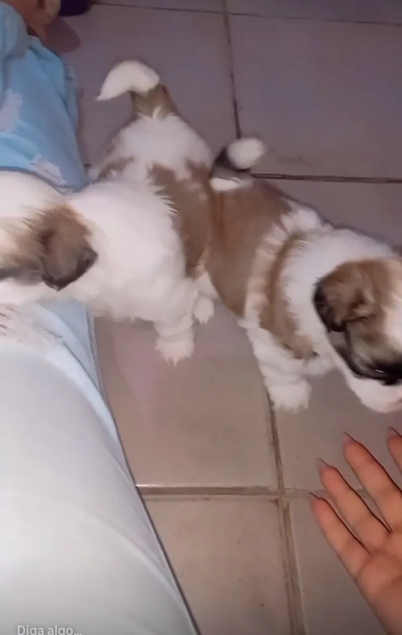 Filhotes de Shih Tzu fofinhos