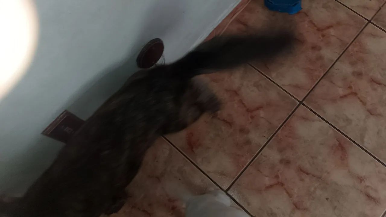 Doa se cadela - Foto 4