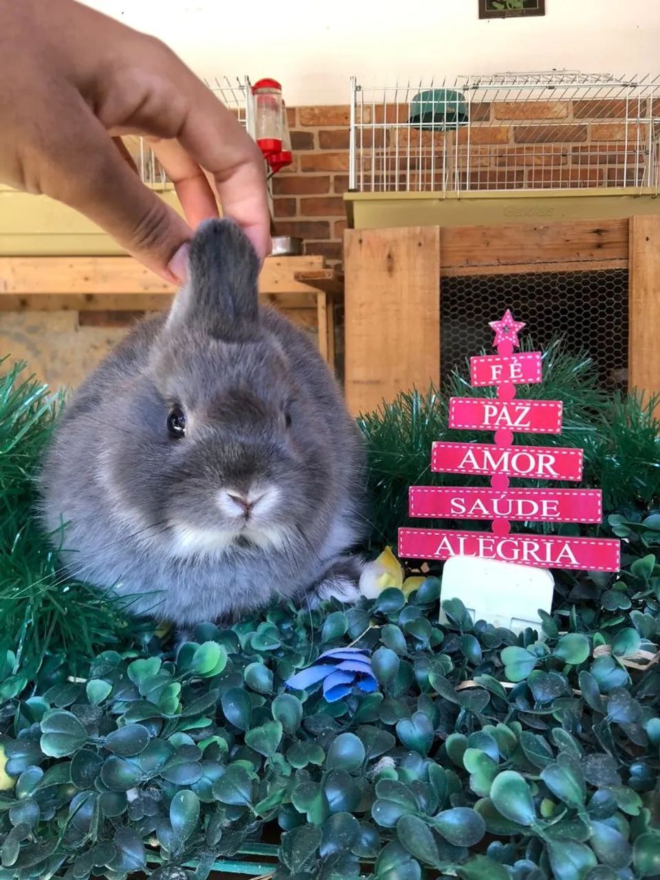 Promoção. Filhote de coelho anão da raça netherland dwarf linhagem importada,  macho
