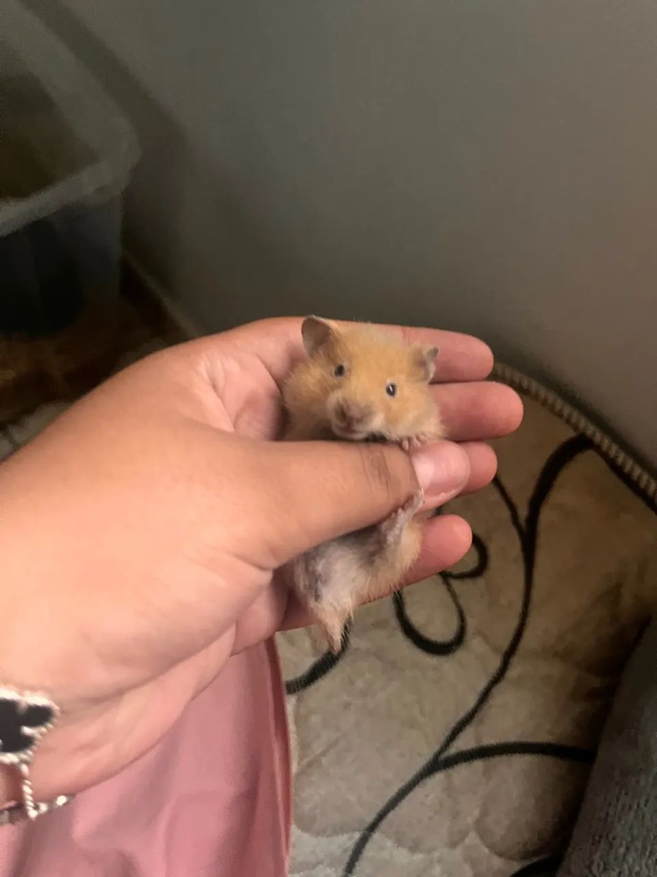 Venda-se Filhotes de Hamster Sírio - Foto 4