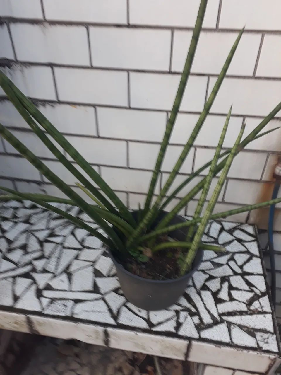 Lança de São Jorge por 30,00 reais     em vaso - Foto 3