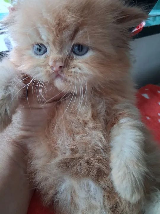 LEÃOZINHO PERSA MACHO  - Foto 4