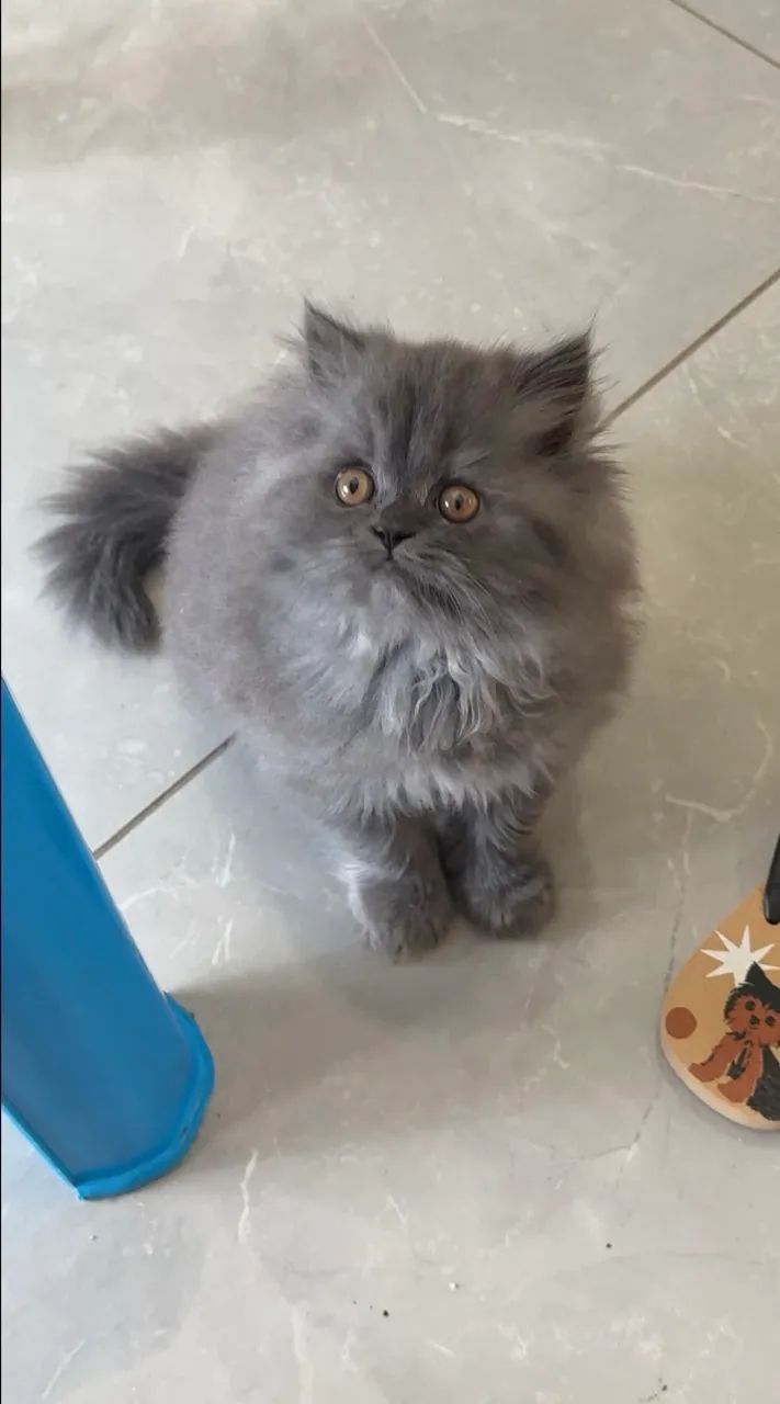 Filhote persa  - Foto 2