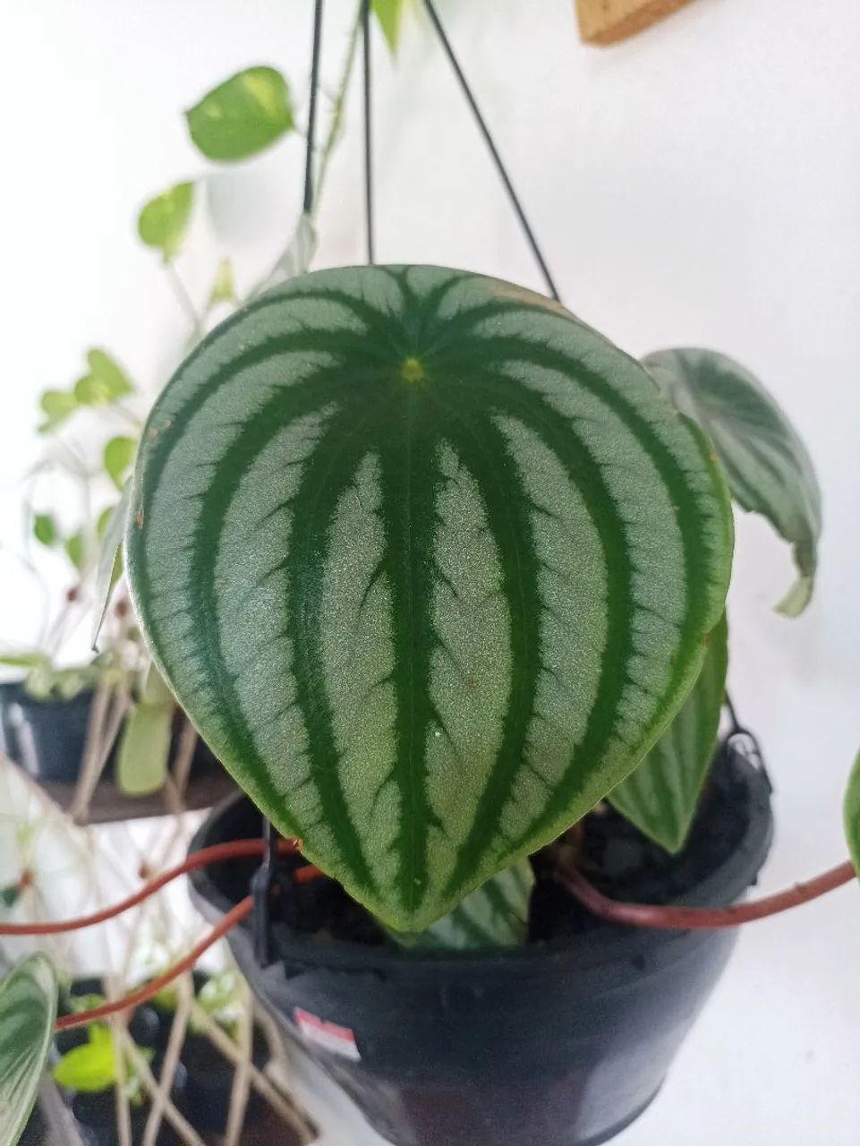 Vendo peperomia melancia - Foto 2