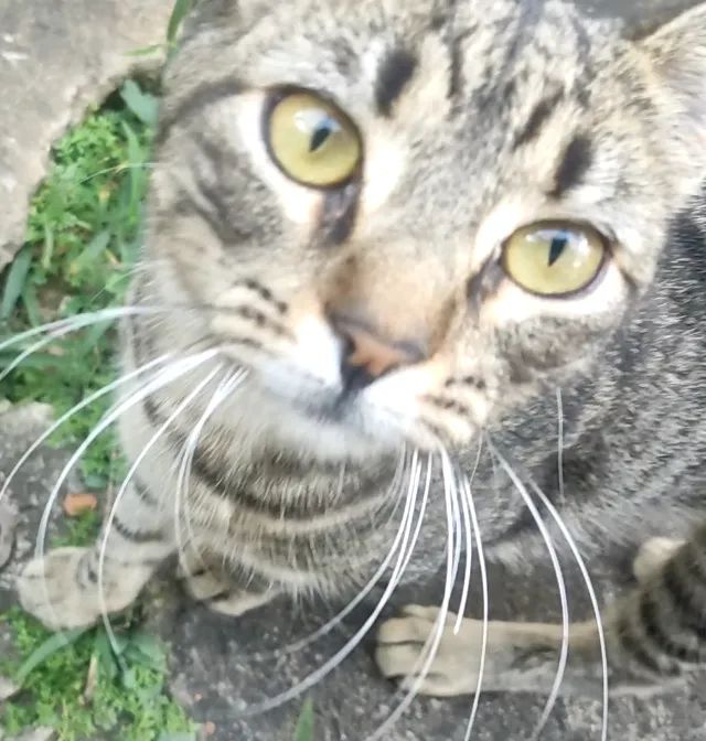 Doação de gata fêma, rajada, com 4 meses, muito dócil, no bairro Céu Azul - Foto 2