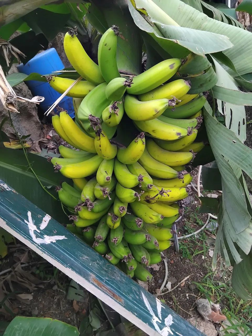 Mudas de bananeiras - Foto 4
