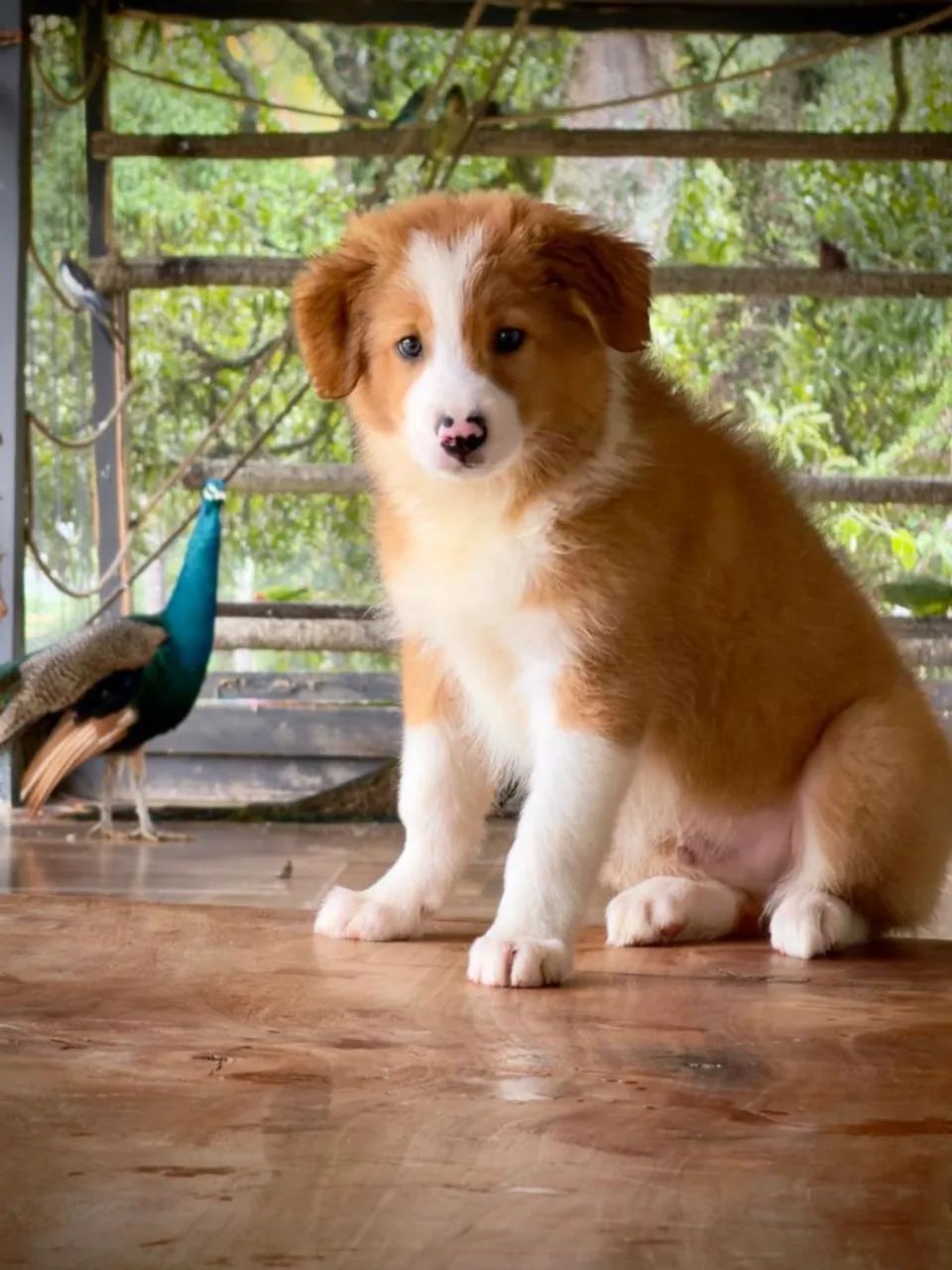 Border collie para campos  - Foto 4