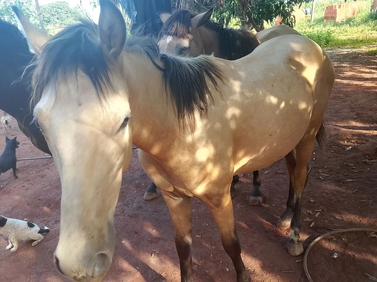 Vende -se cavalo Machador mangalarga, vai fazer 2 anos em outubro  - Foto 3