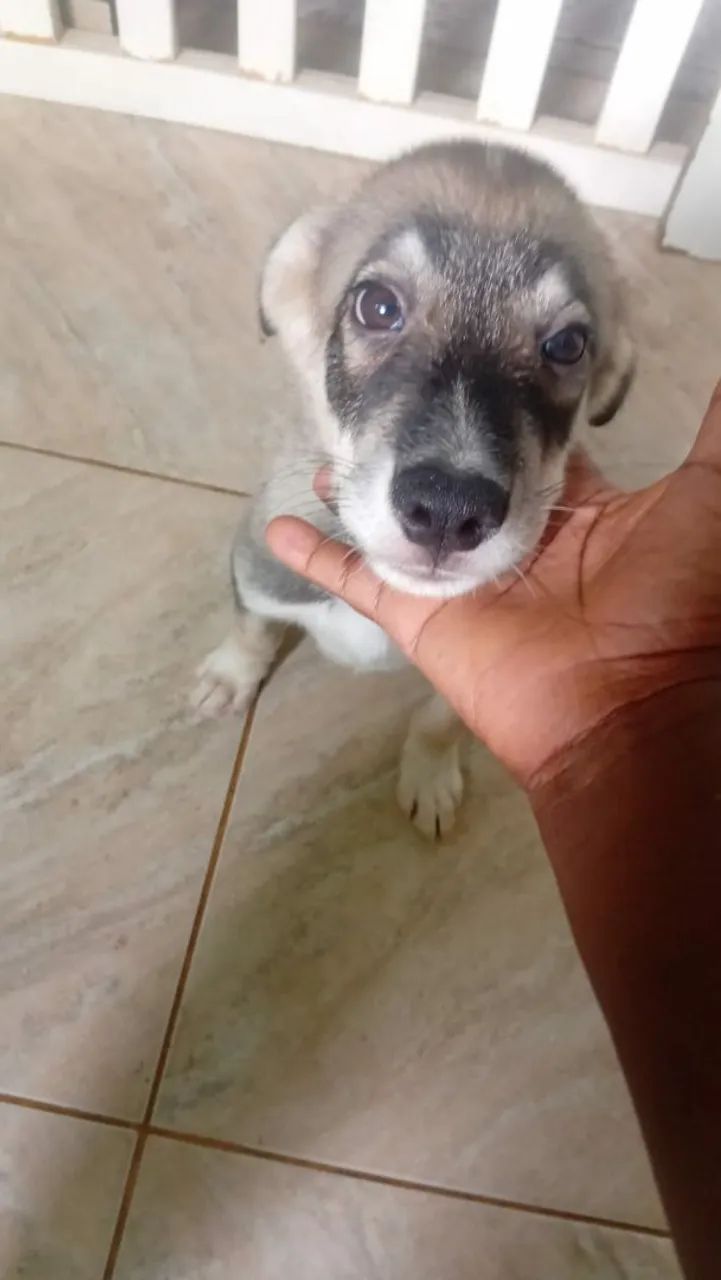 Husky Siberiano  - Foto 3