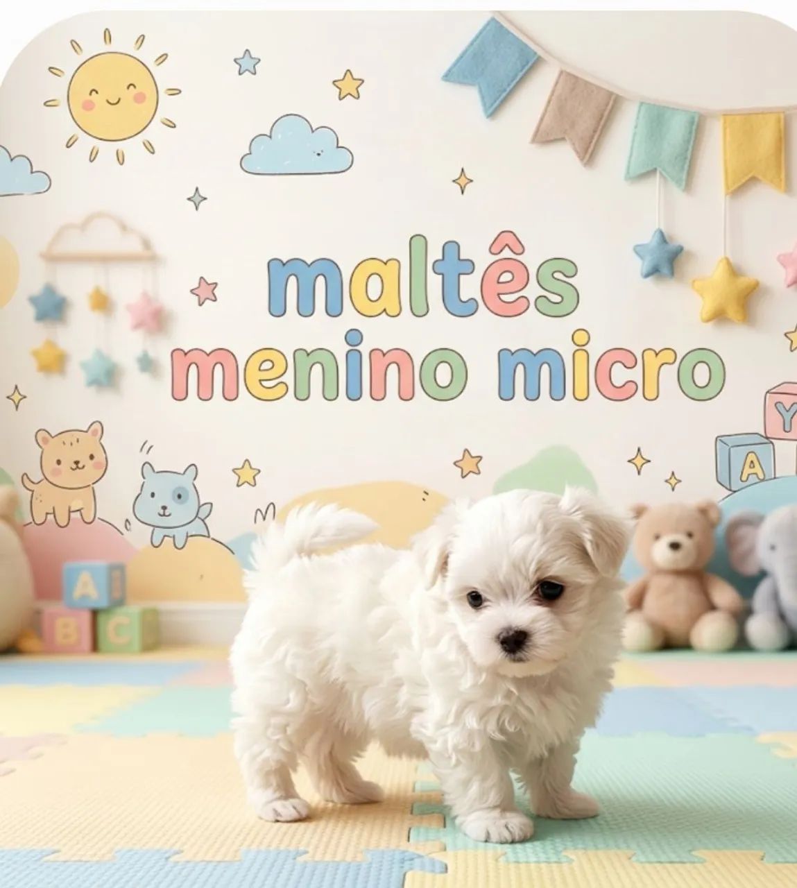 Maltês micro - Foto 4