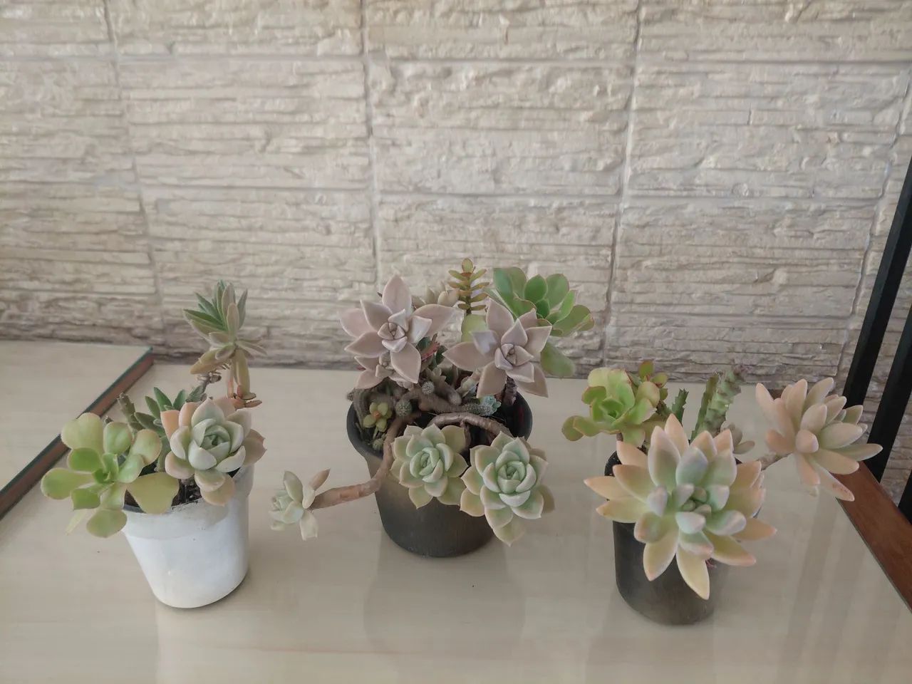 Jardinagem  - Foto 4