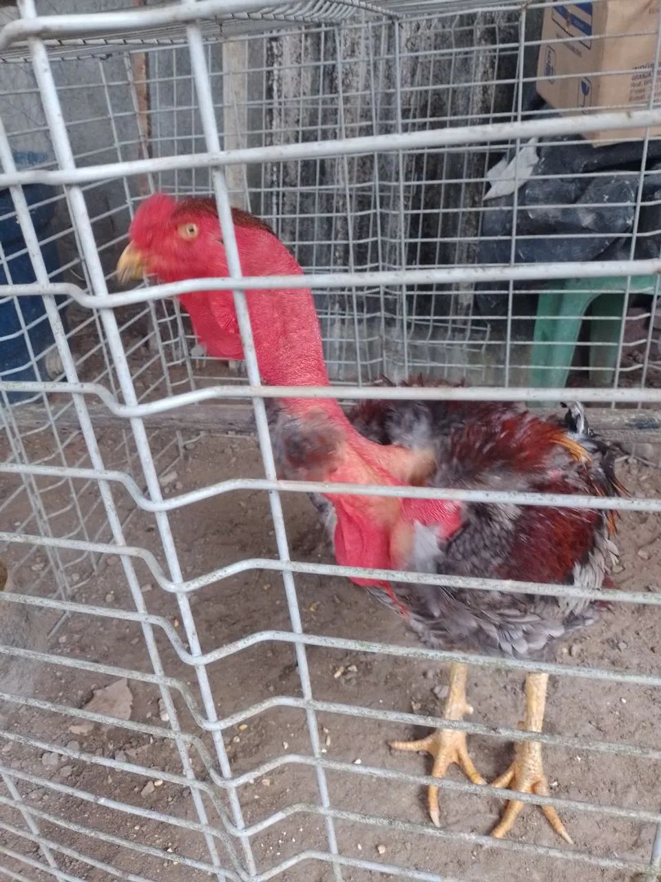 Polaco gigante 