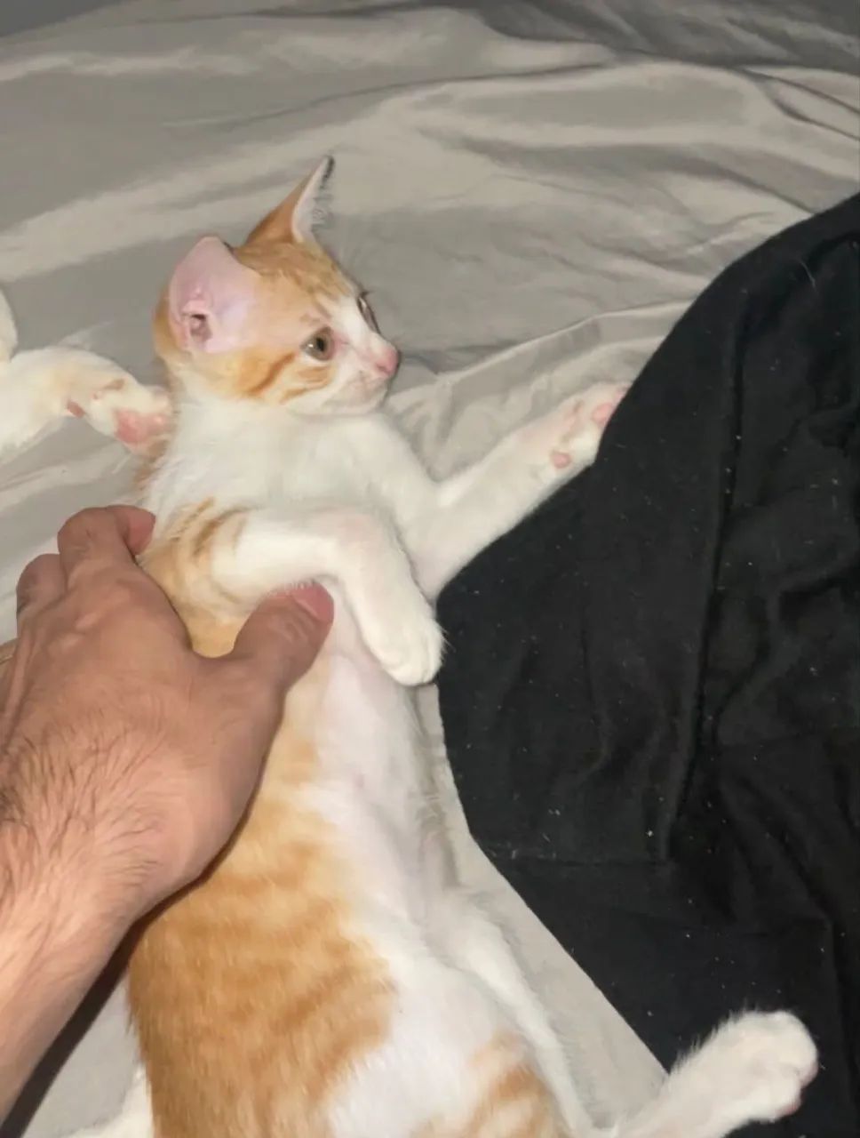 Gatos - Foto 2