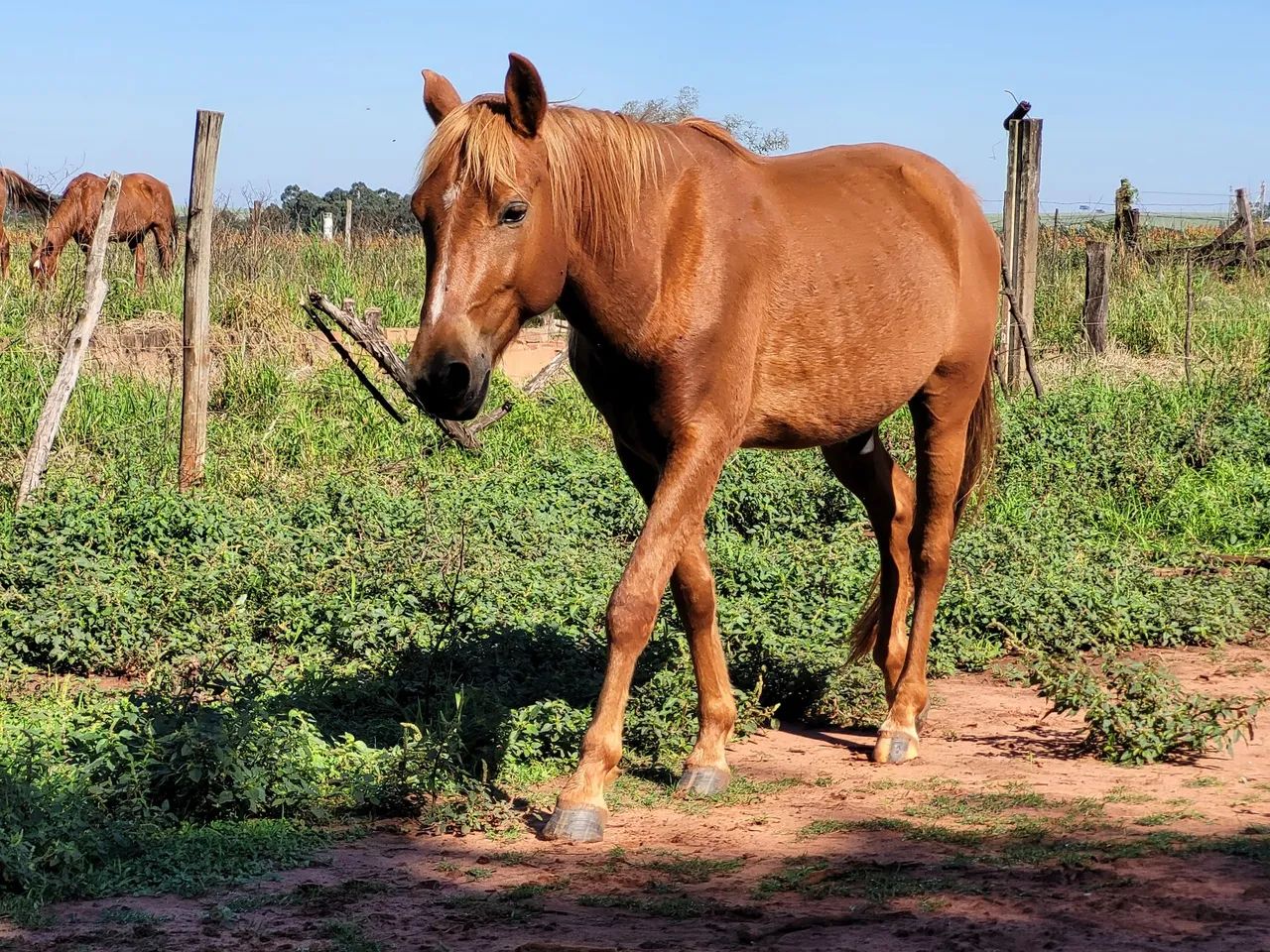 Cavalo 4 anos - Foto 4