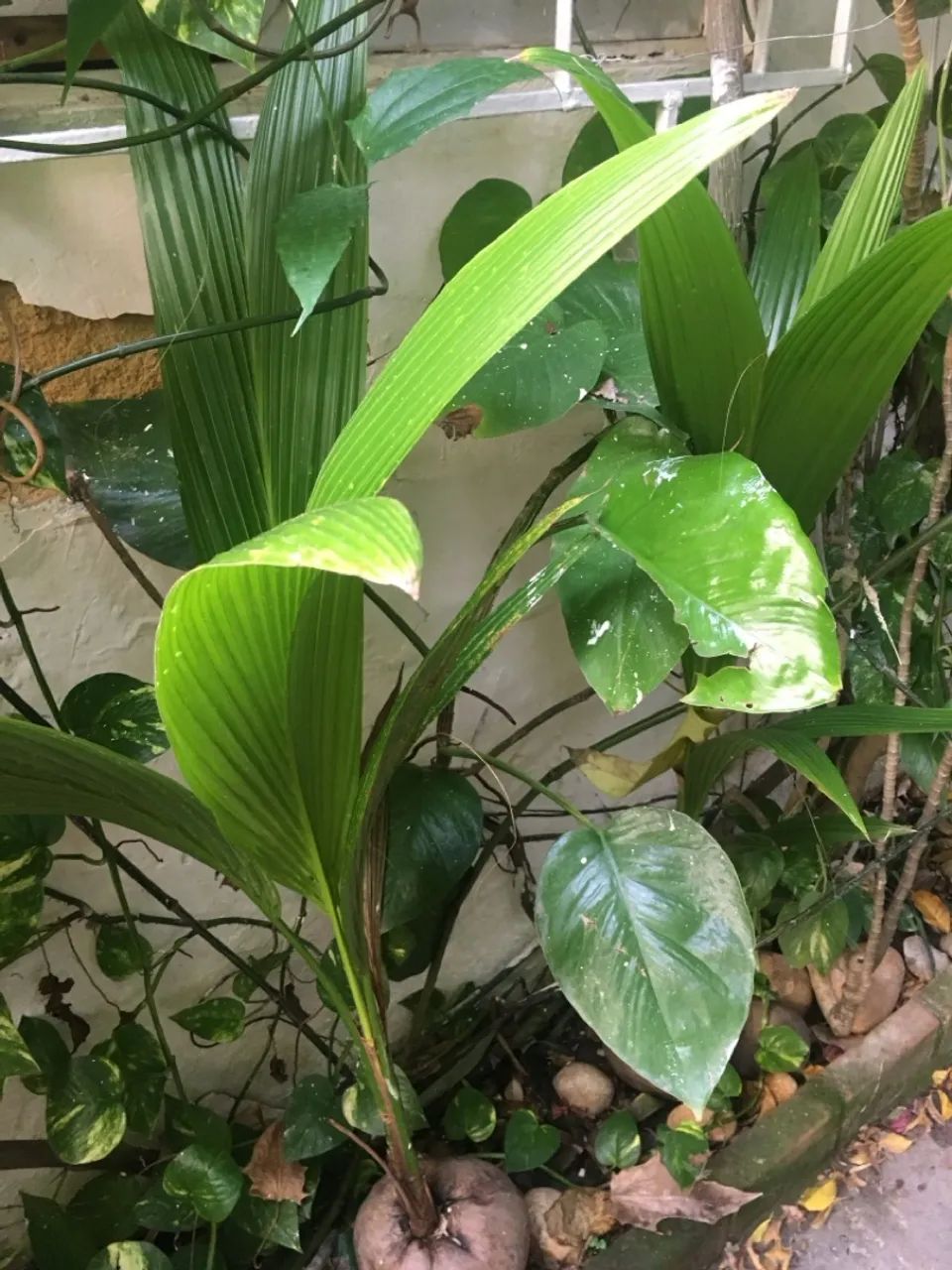 2 pés de coco anão legítimo - Foto 2
