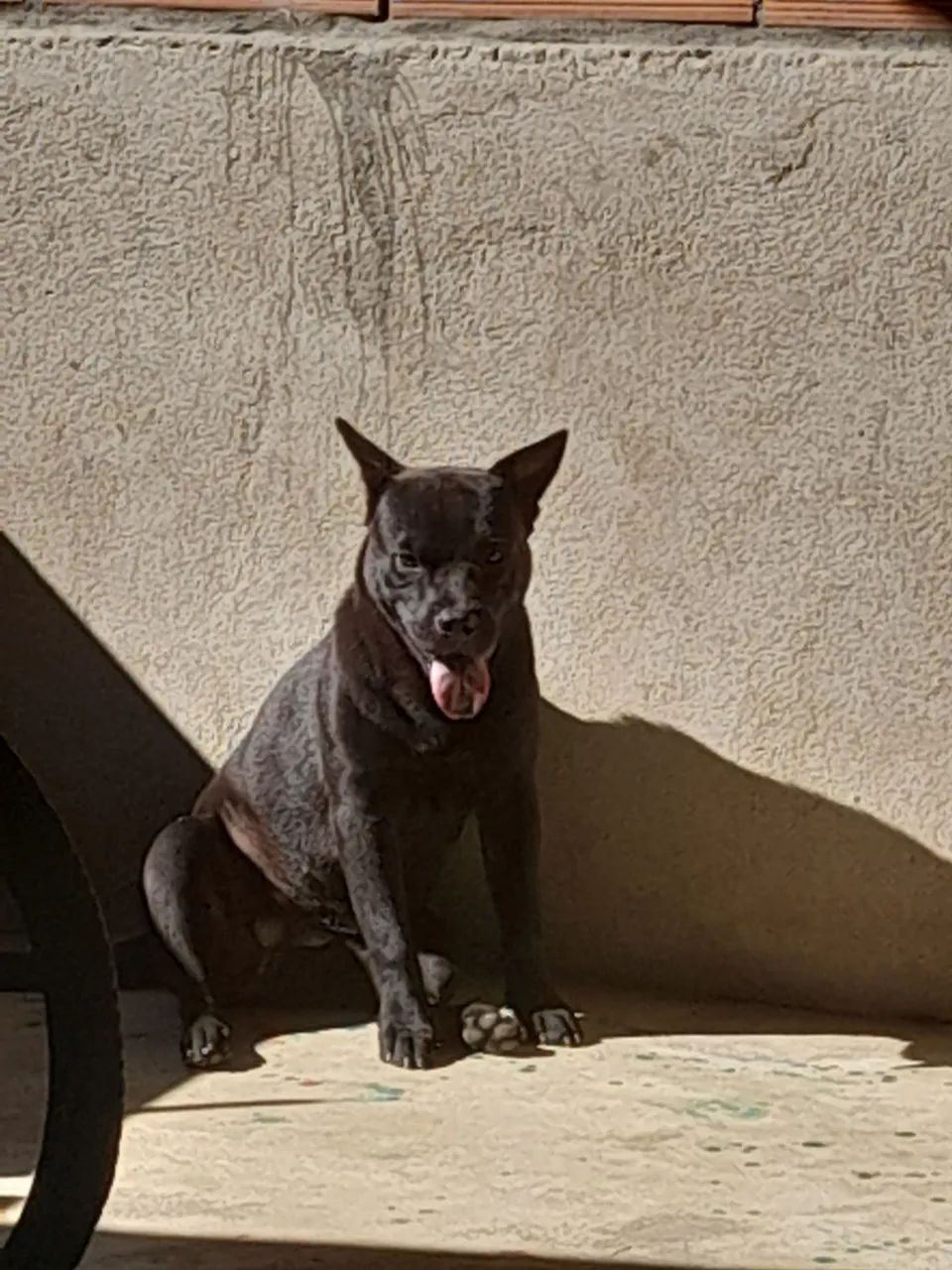 Chow chow com pitbull  - Foto 2